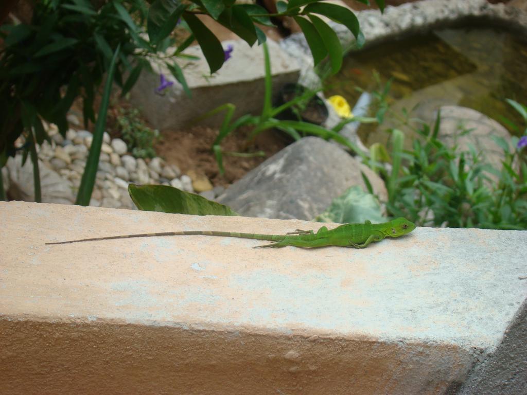 Hotel Bigu Puerto Escondido  Eksteriør bilde